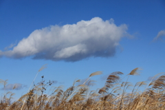 芒と雲