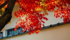陽