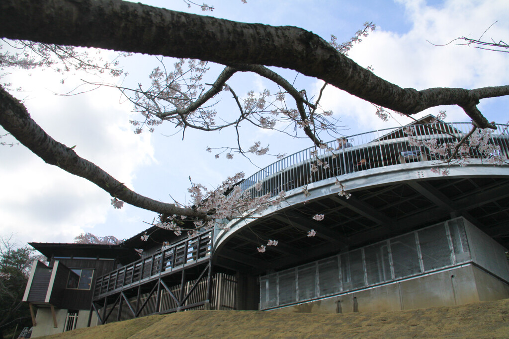 桜