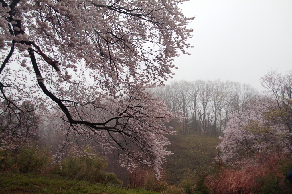 春雨桜