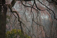 雨の化身