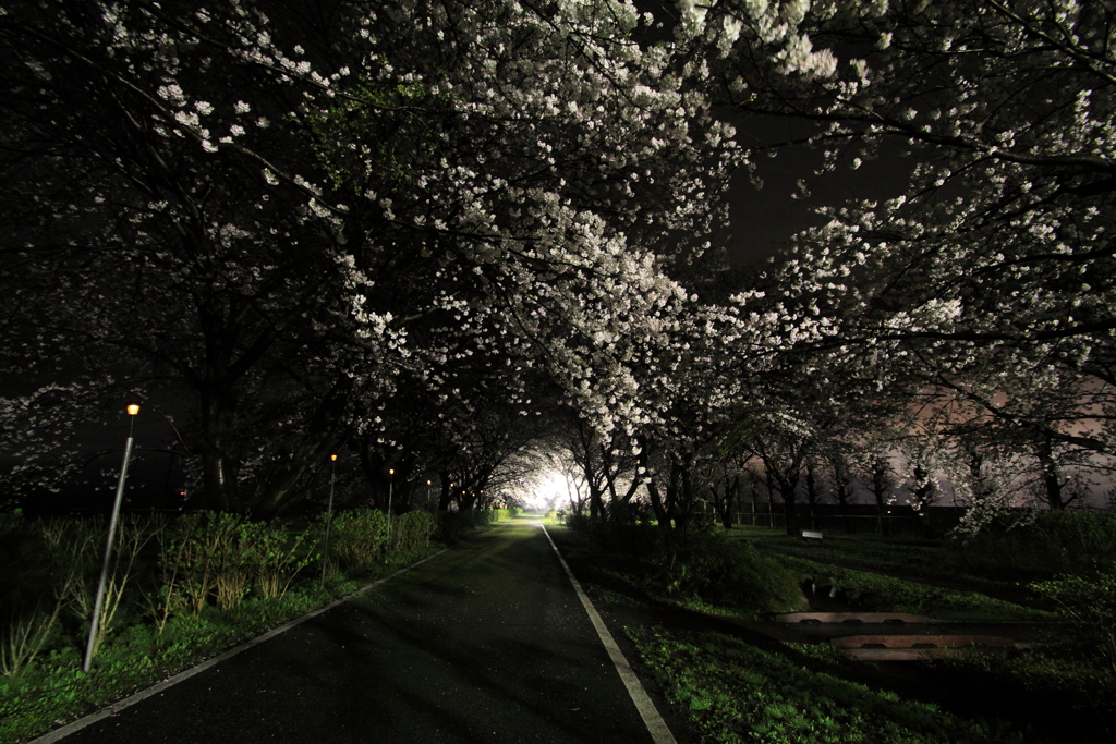 桜のトンネル