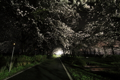 桜のトンネル