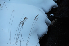 雪尾花