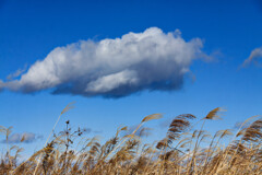 雲