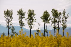 IMG_6511-1