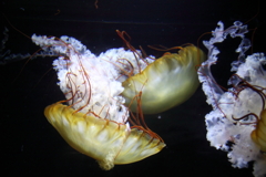 クラゲ8