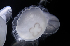 クラゲ2