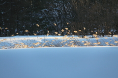 雪尾花2