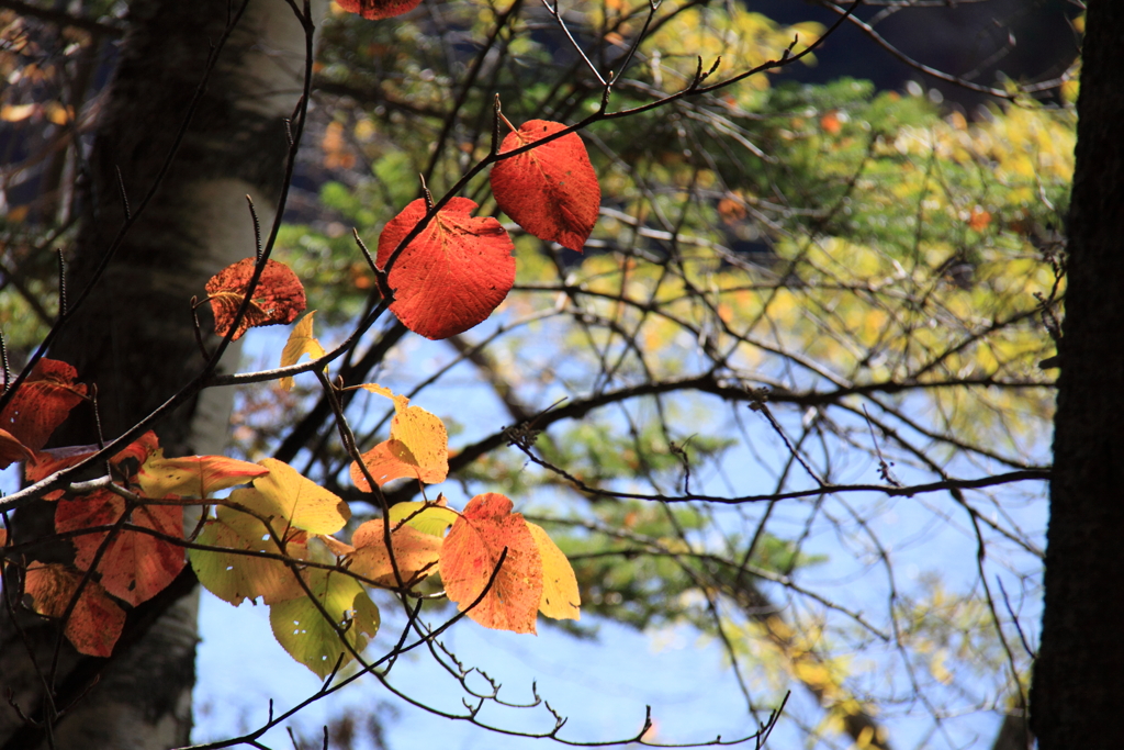 紅葉