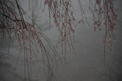 氷雨桜