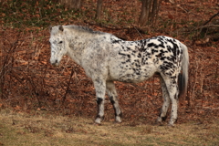 馬？