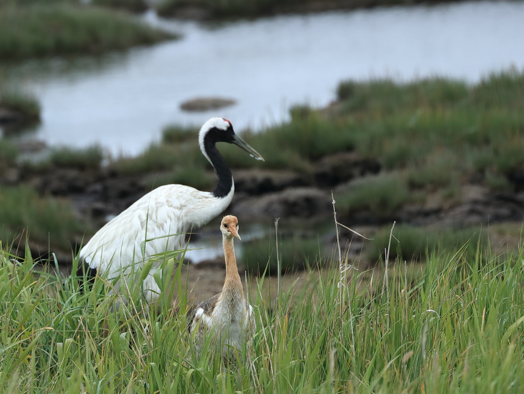 大きくなったね