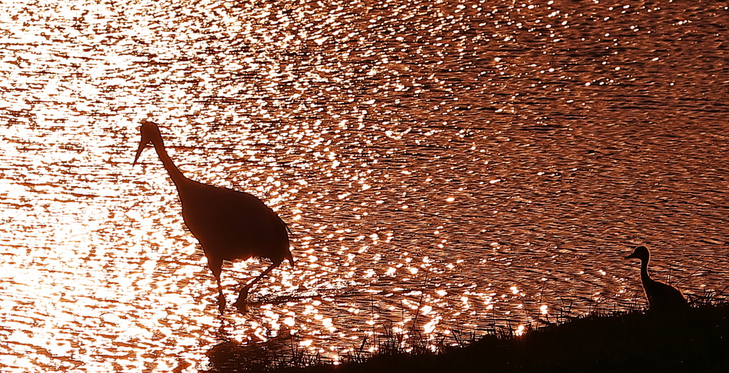 夕日の親子