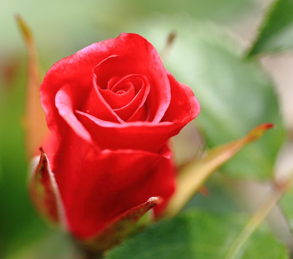 もうすぐ・・・・・・・・枯れますよ