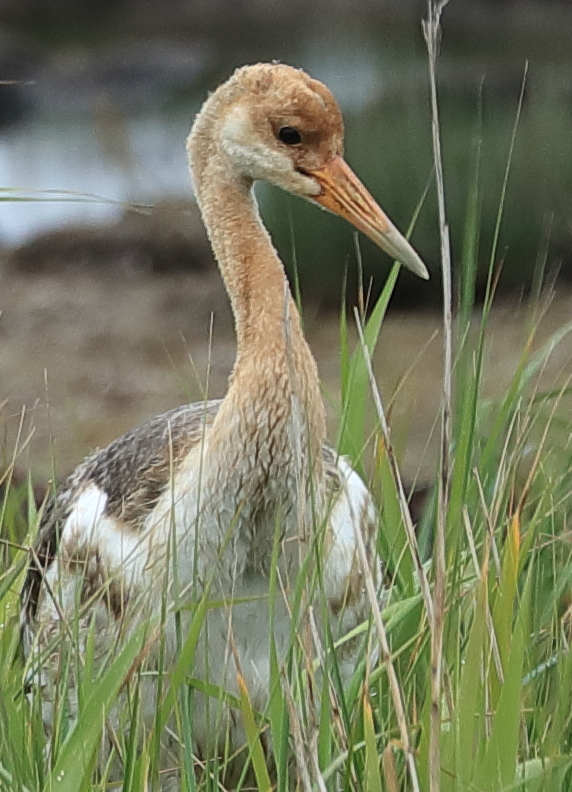 違う鳥みたいね