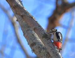 アカゲラ