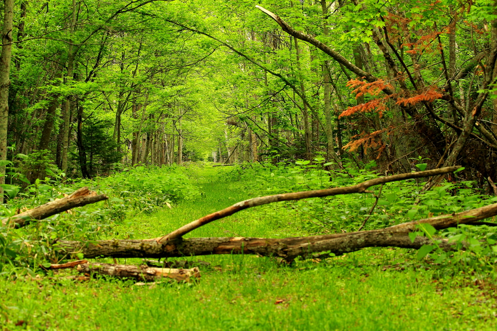 どこまでも…いつまでも