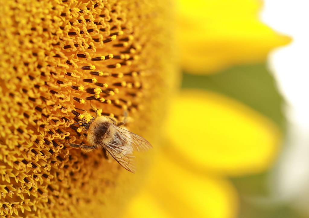 蜂とひまわり