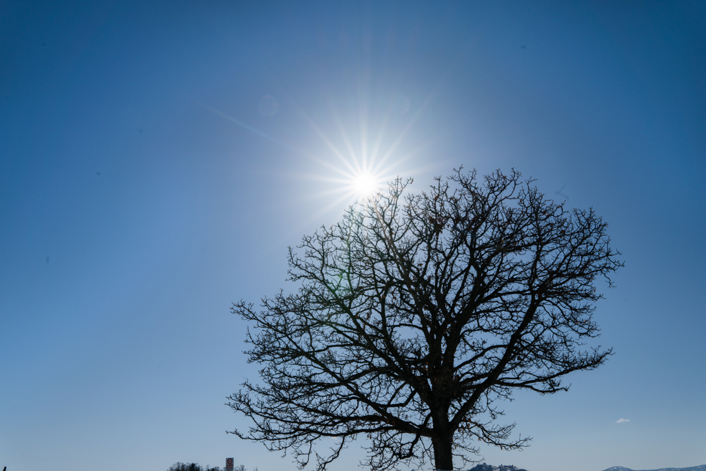 セブンスターの木