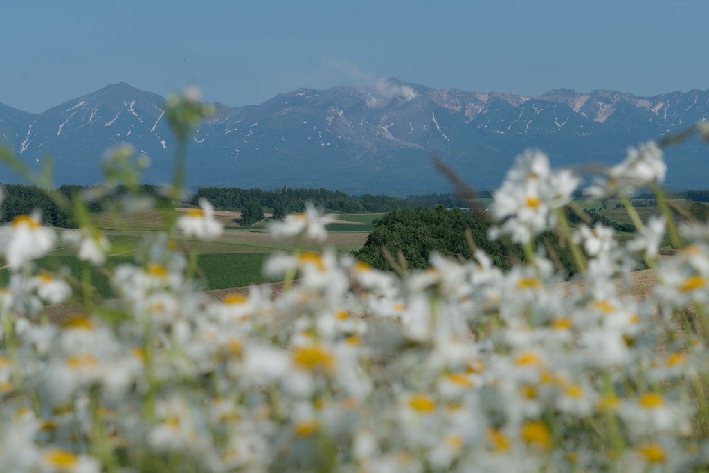 大雪山と花