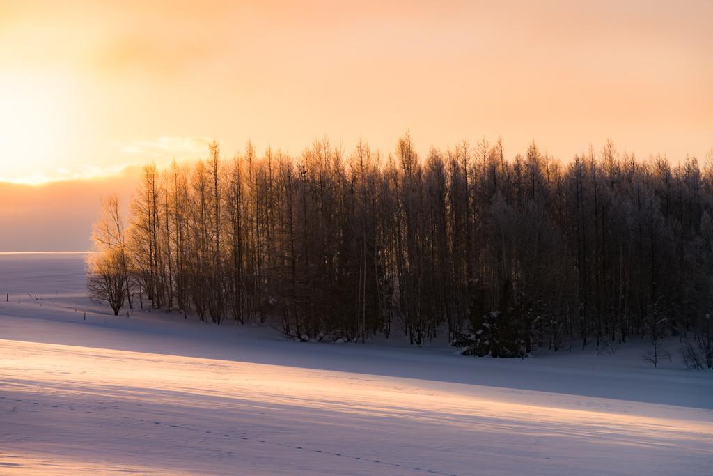 朝陽に照らされ