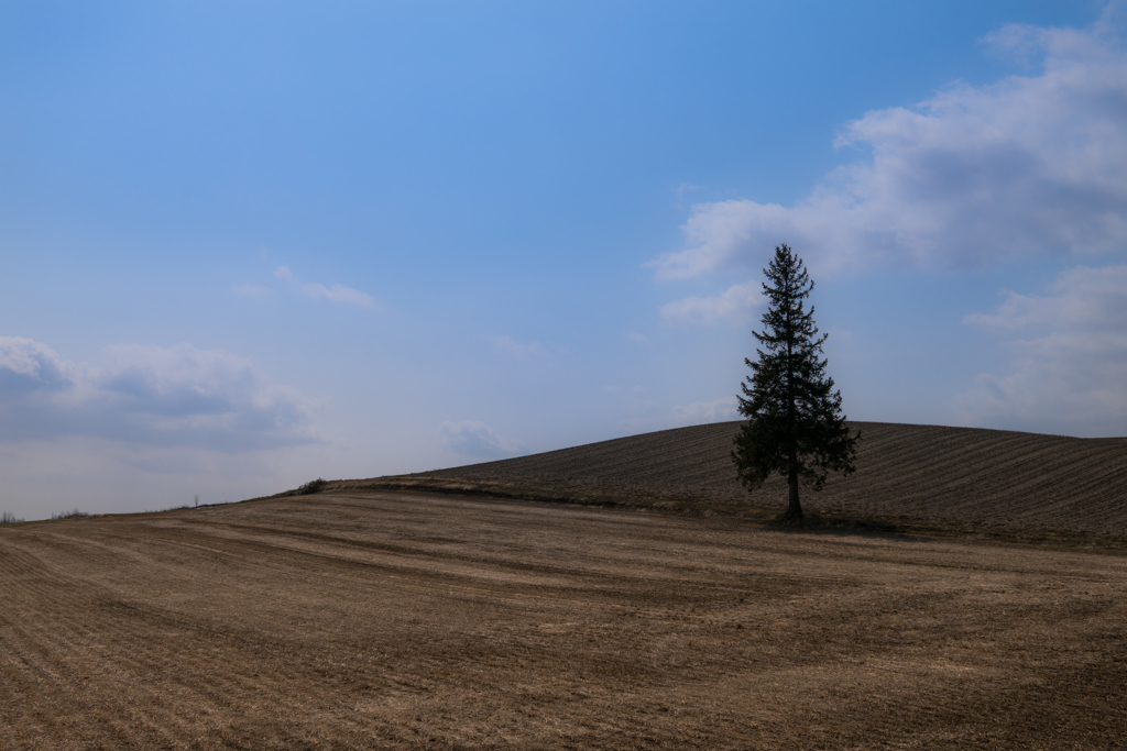 春のクリスマスツリーの木