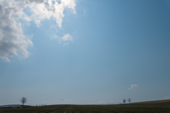 青空と親子の木