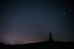 クリスマスツリーの木