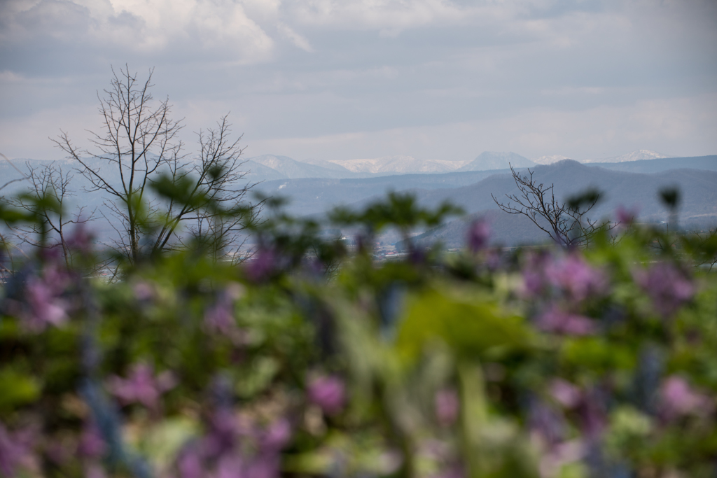 大雪山をバックに
