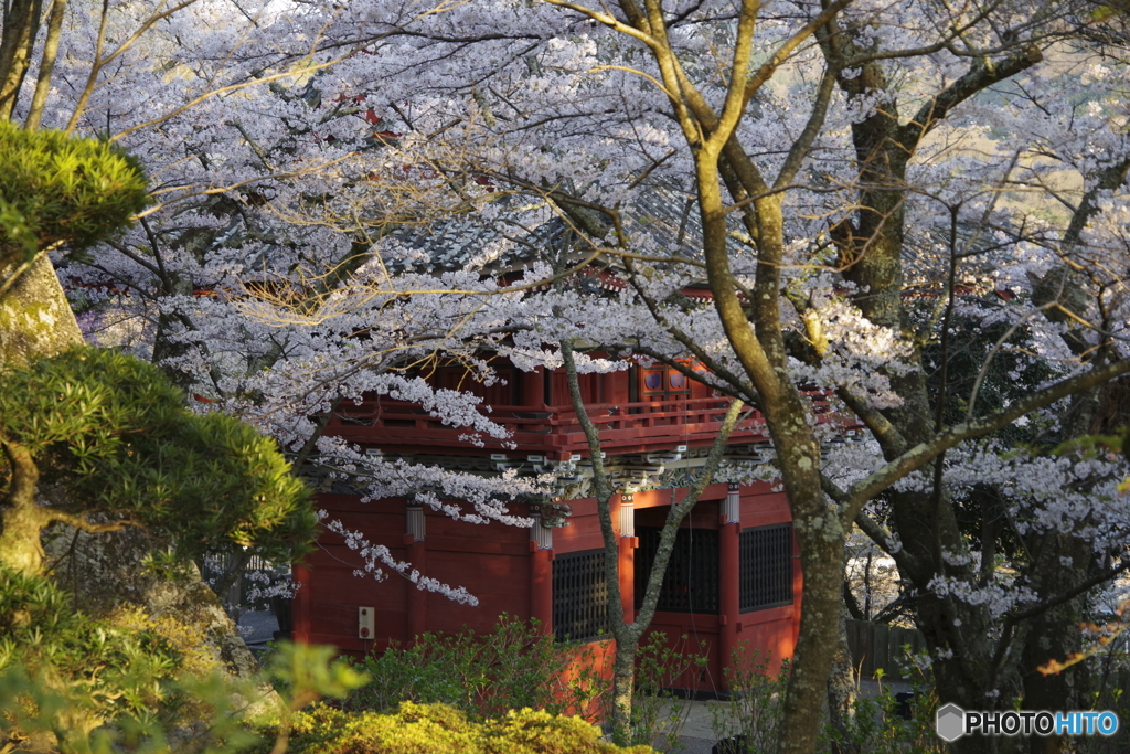 春の薄紅　II