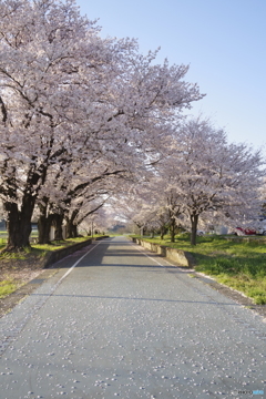 春の記憶の跡