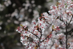 桜　橋の上から