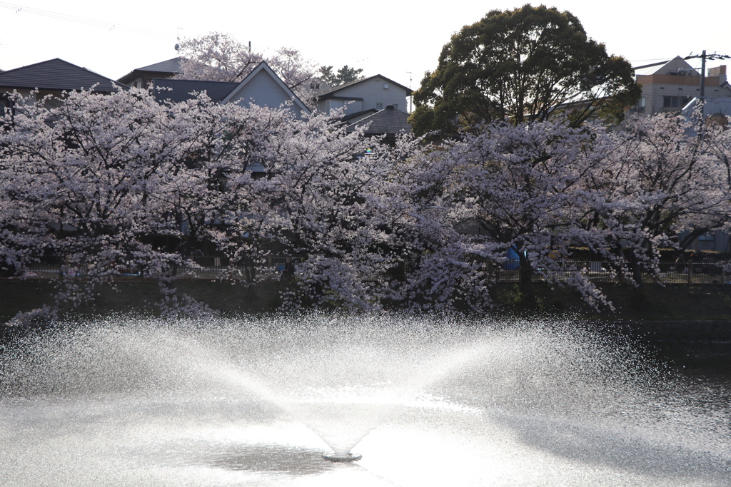 桜