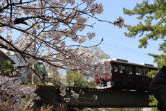 桜と電車