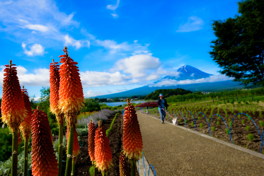 初夏の富士山