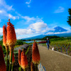 初夏の富士山