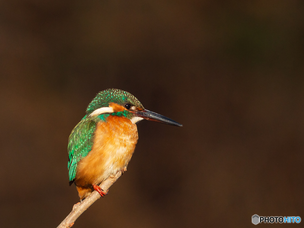 カワセミふたたび