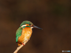 カワセミふたたび