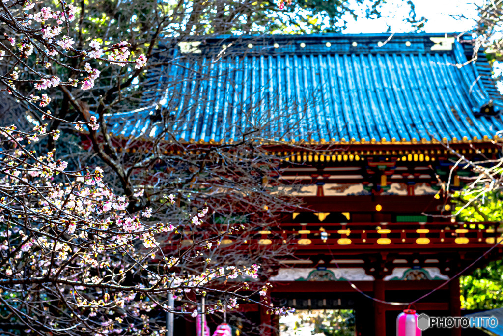 久能山東照宮の寒桜