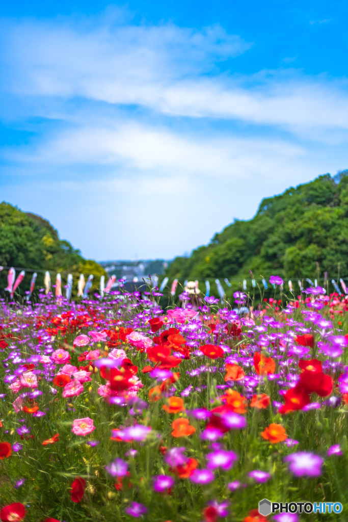 花の国