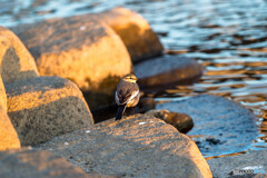 見られているのは私の方でした