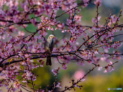 河津桜とひよどりⅡ