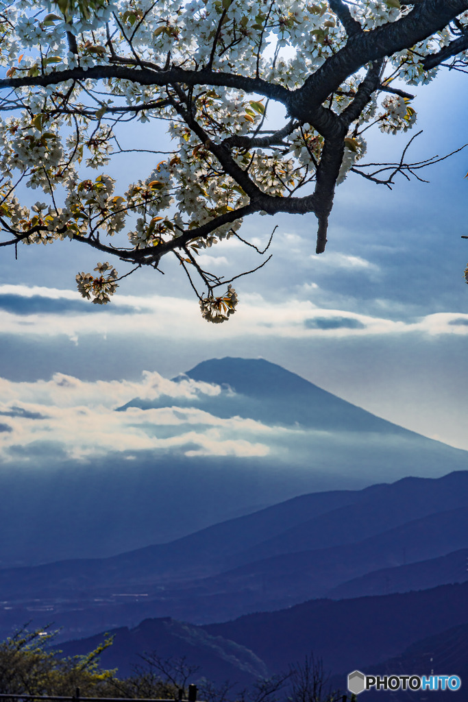 富士山と大島桜