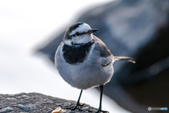 セキレイ、朝のごあいさつ