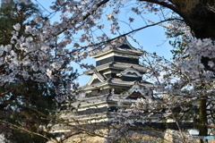 桜と松本城
