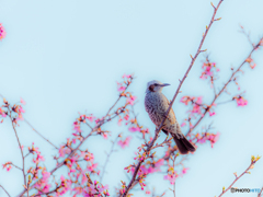 河津桜とヒヨドリ
