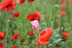 IMG_8120