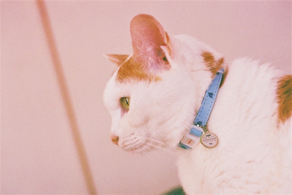 猫の想い