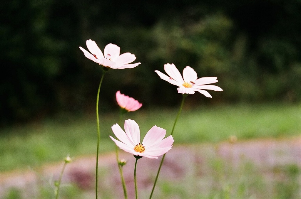 秋桜